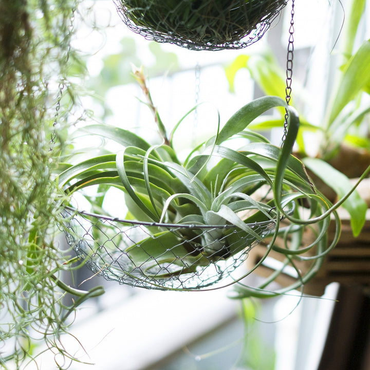 evo 観葉植物とｴｱﾌﾟﾗﾝﾂが元気に育つ水