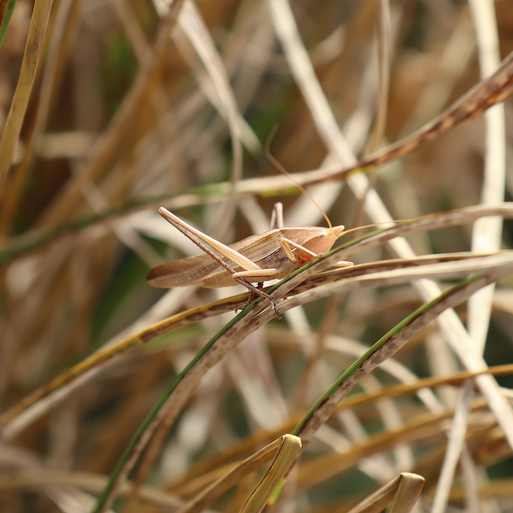 自然農法で育てたコシヒカリ玄米（1kg・5kg）