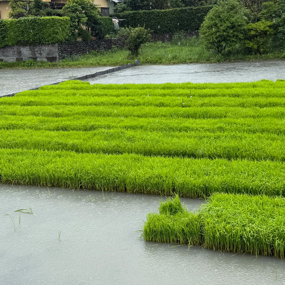 自然農法で育てたコシヒカリ玄米（1kg・5kg）